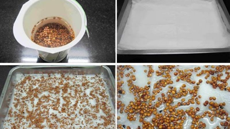 Hạt giống ngâm nước ấm