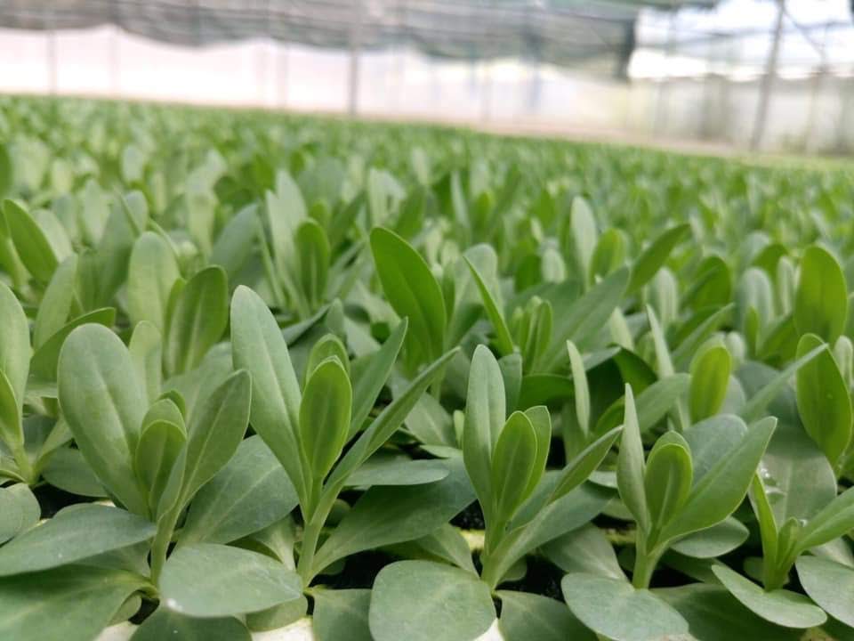 Giống cây hoa cát tường