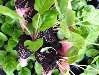 cây giống Hoa Đồng Tiền