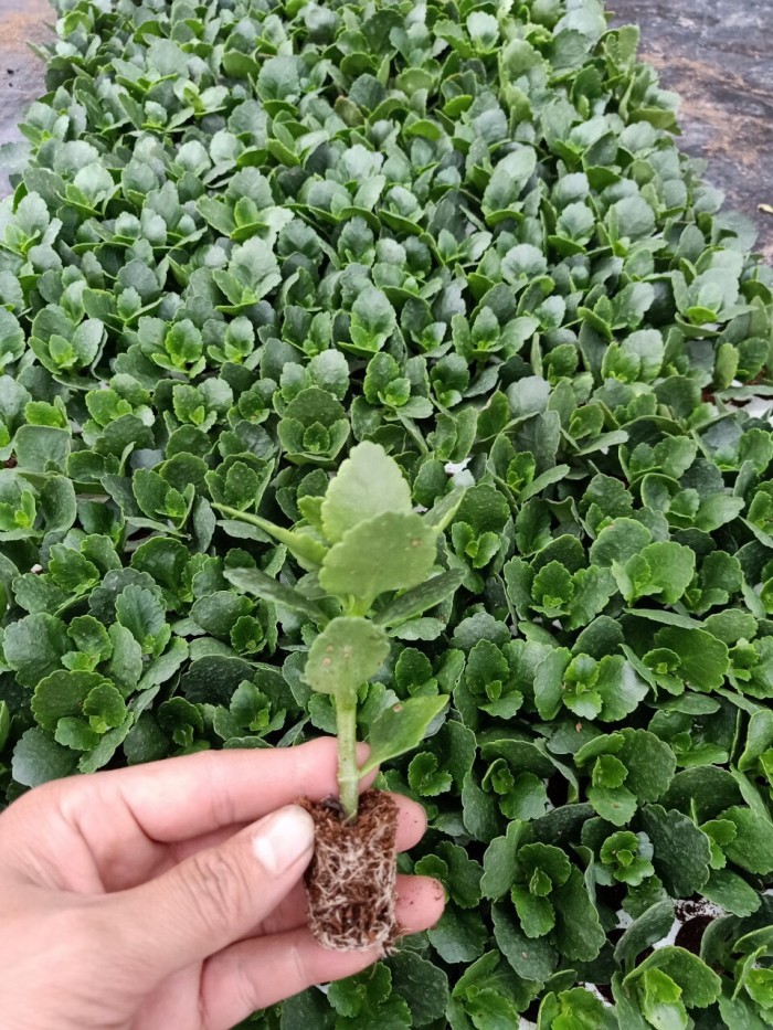 cây Hoa Sống Đời