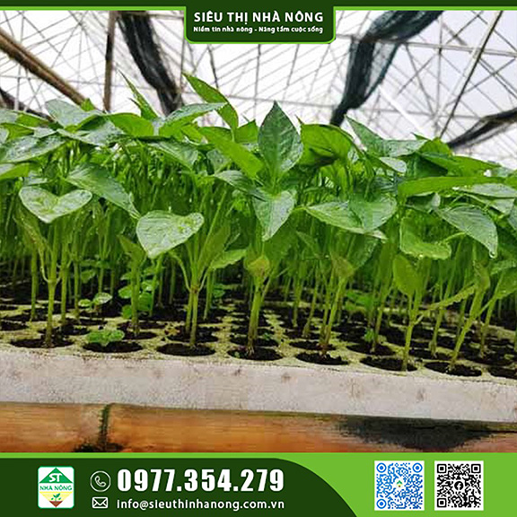 Cung cấp Cây giống ớt tại Siêu Thị Nhà Nông
