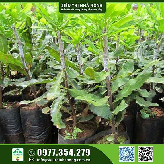 Giống cây Mắc Ca Ghép