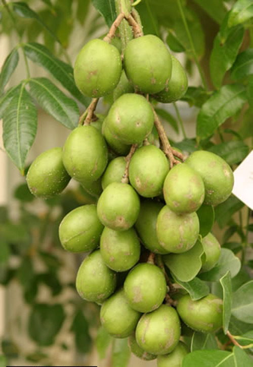 HƯỚNG DẪN CÁCH CHĂM SÓC CÂY CÓC THÁI SAU KHI TRỒNG TẠI ĐẮK NÔNG