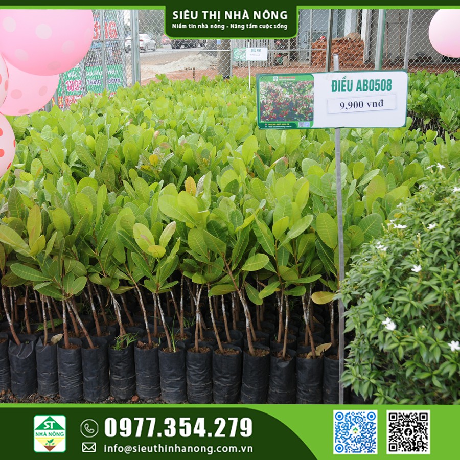 BÁN CÂY GIỐNG ĐIỀU AB0508 - SIÊU THỊ NHÀ NÔNG