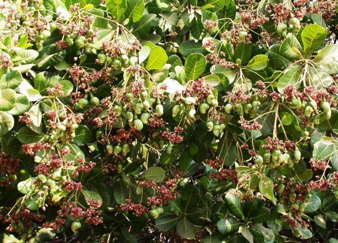 BÁN CÂY GIỐNG ĐIỀU AB0508 