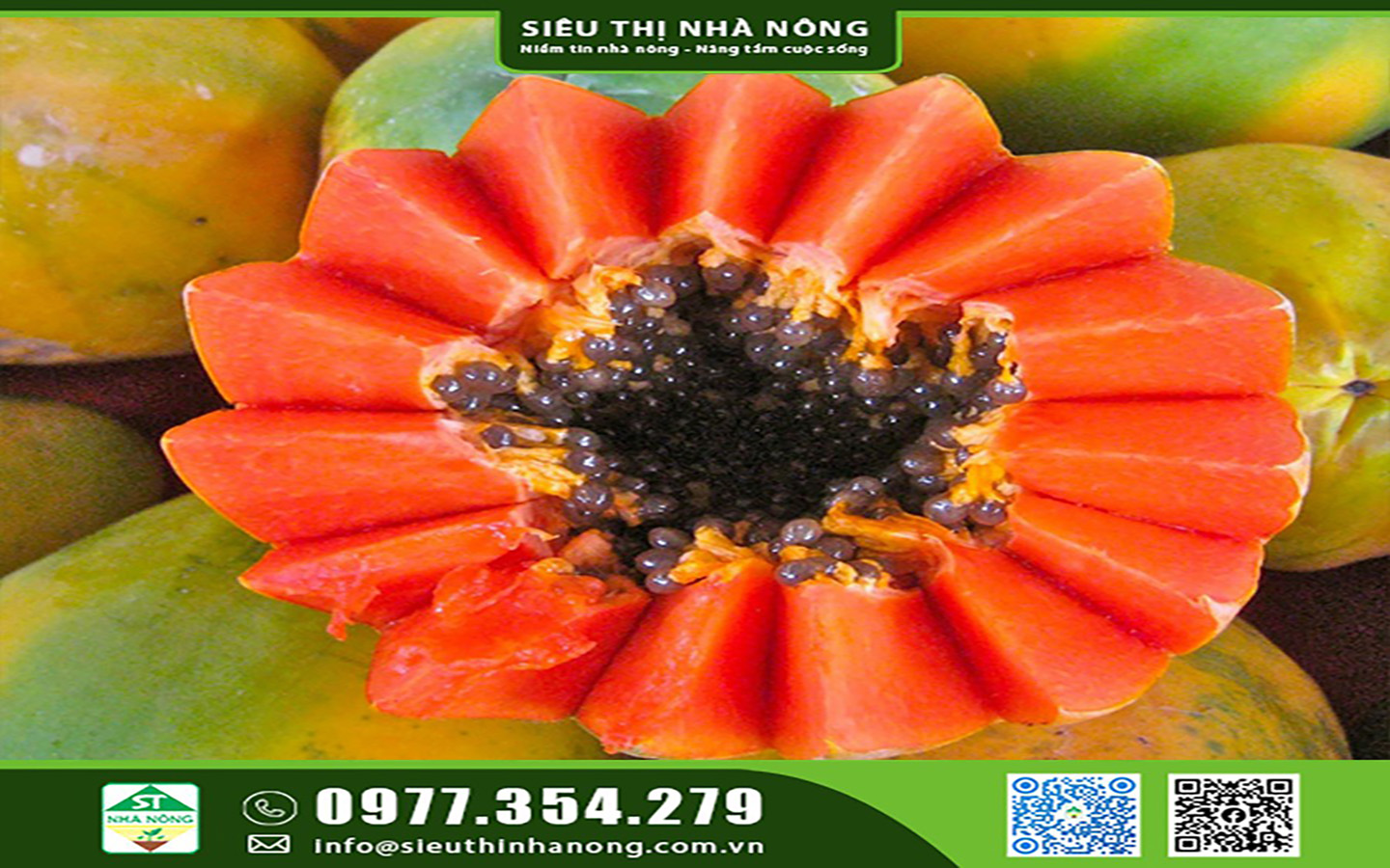 Hạt Giống Đu Đủ Ruột Đỏ tại Siêu Thị Nhà Nông