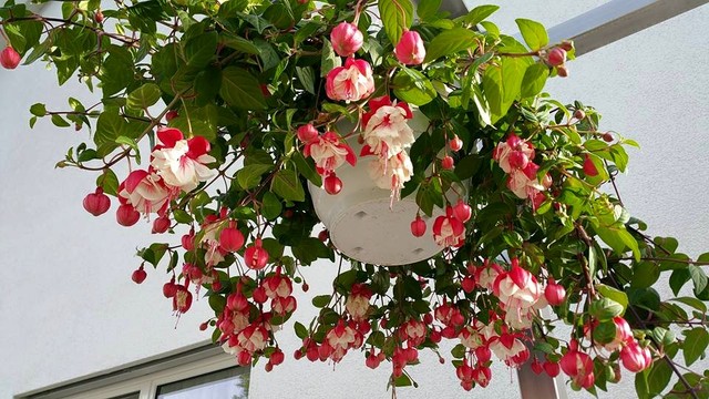 CÂY HOA LỒNG ĐÈN - HOA ĐẸP ĐỘC ĐÁO NGÀY TẾT