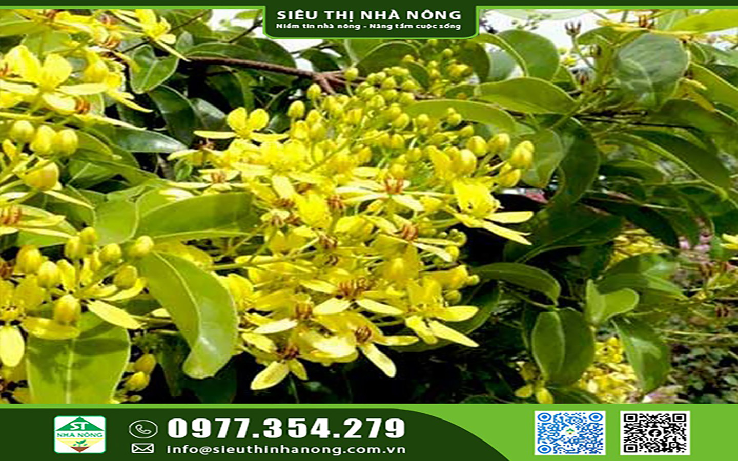 Cách chăm sóc cây hoa mai hoàng yến ra hoa đẹp nhất