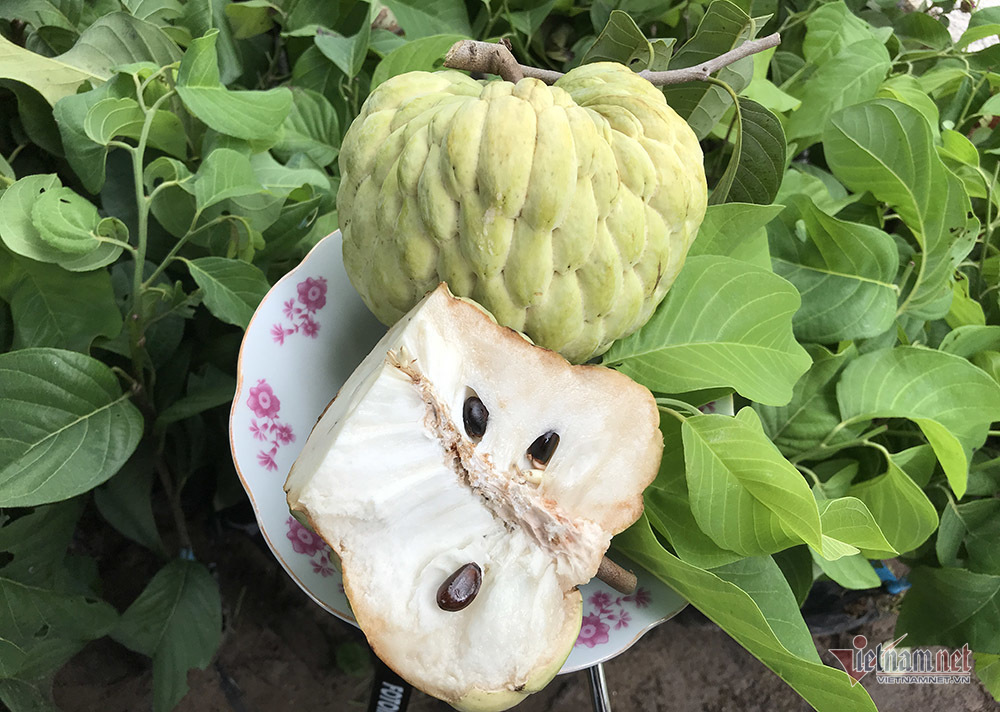 Mãng cầu hoàng hậu