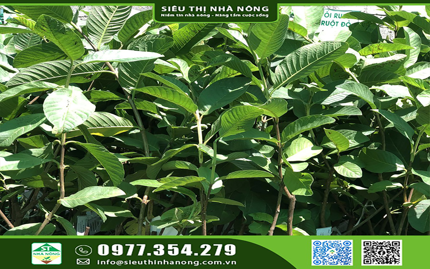 Trồng Ổi Nữ Hoàng mang lại hiệu quả kinh tế cao