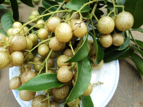 Quả cây mắc mật