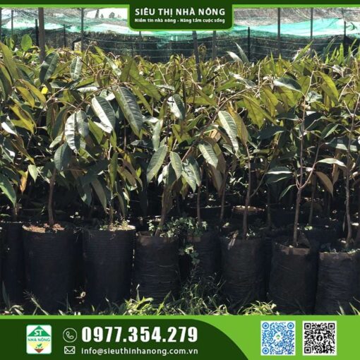 Sầu riêng Malaysia 