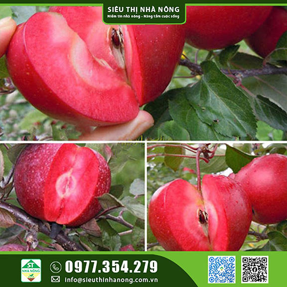 Giống táo lùn - Mua giống táo đỏ tại Lâm Đồng