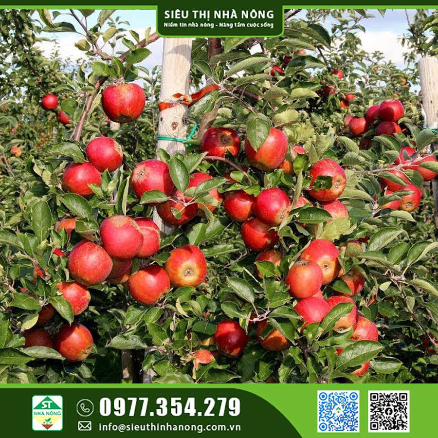 Giống táo lùn - Mua giống táo đỏ tại Lâm Đồng