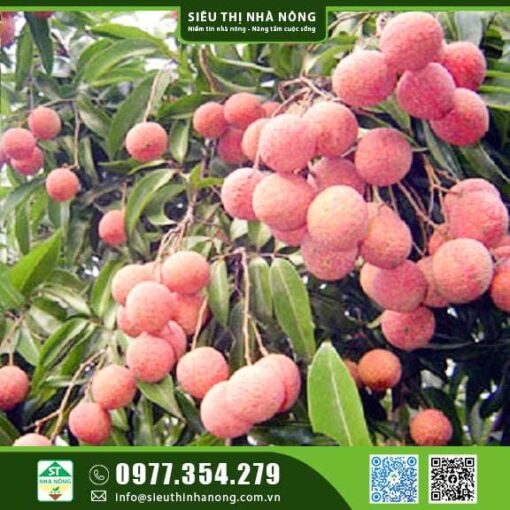 Cây giống Vải thiều