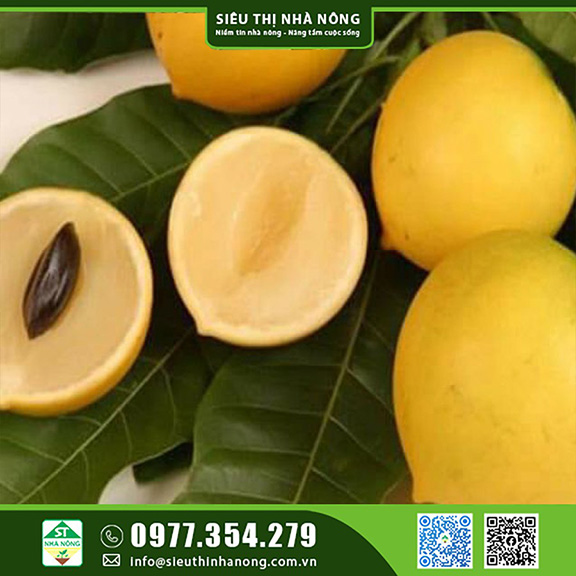 Cây giống vú sữa hoàng kim tại Siêu Thị Nhà Nông số lượng lớn