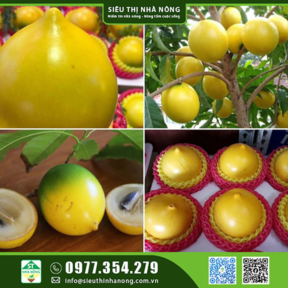 Cây giống vú sữa hoàng kim tại Siêu Thị Nhà Nông số lượng lớn