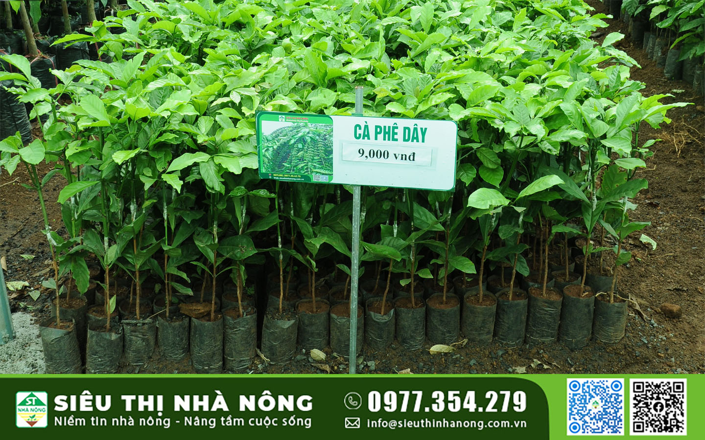 GIỐNG CÀ PHÊ DÂY THUẬN AN – GIỐNG CÀ MỚI KHÁNG BỆNH NĂNG SUẤT CAO