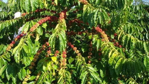 BÁN CÂY GIỐNG CAFE XANH LÙN (GIỐNG CÀ PHÊ TRƯỜNG SƠN TS5)