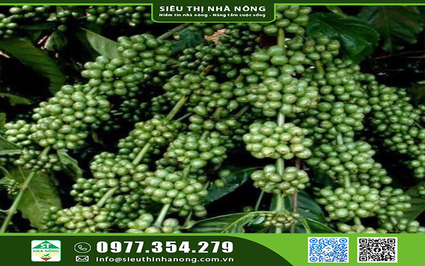 GIỐNG CÀ PHÊ DÂY THUẬN AN