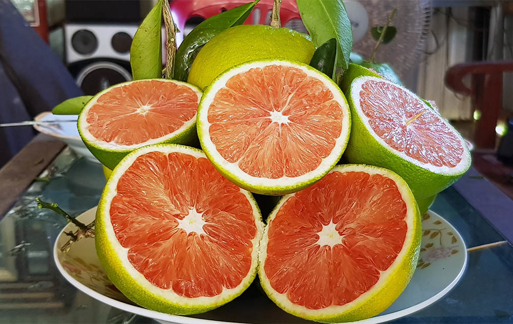 Cây giống cam cara (cam ruột đỏ) không hạt