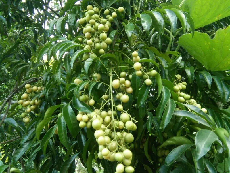 Quả cây mắc mật