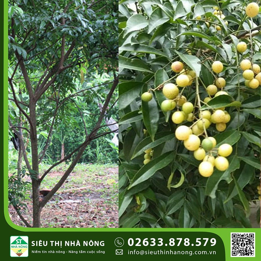 Giống Cây Mắc Mật – Cách trồng và chăm sóc cây mắc mật