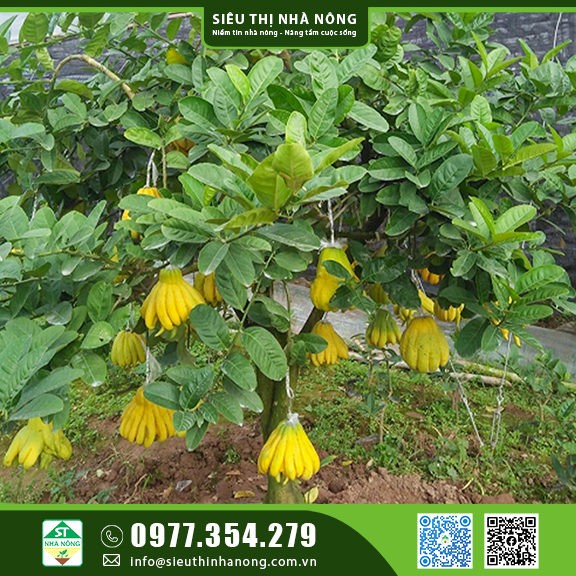 Kỹ thuật trồng và chăm sóc cây phật thủ