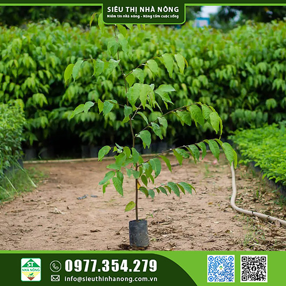 Giống cây sao đen