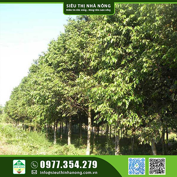 Giống cây sao đen
