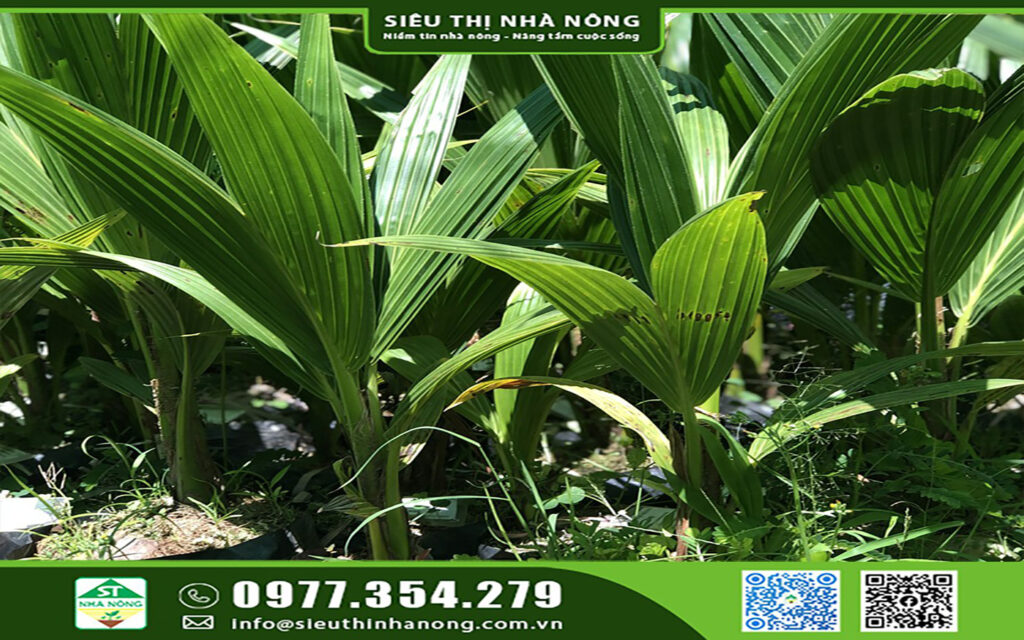 Dừa Dứa