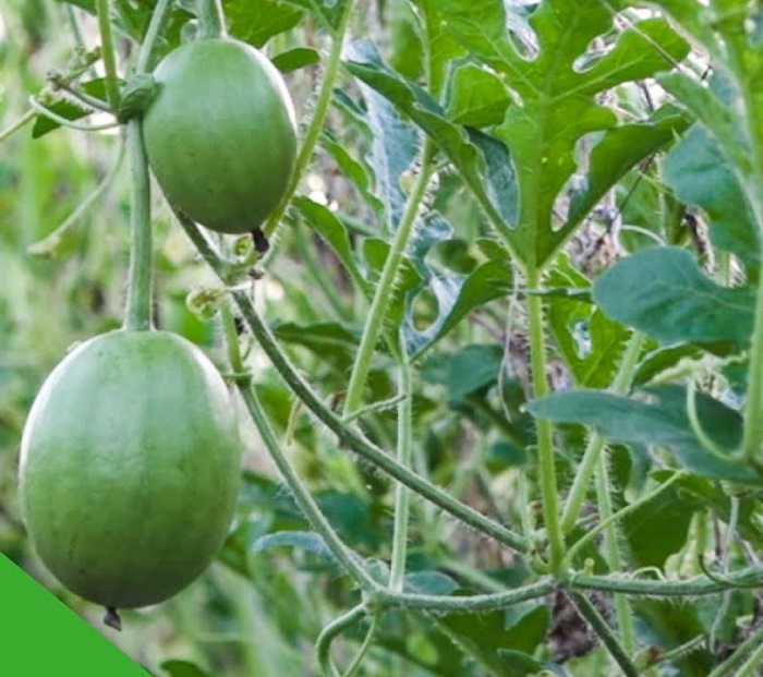 Dưa hấu nụ