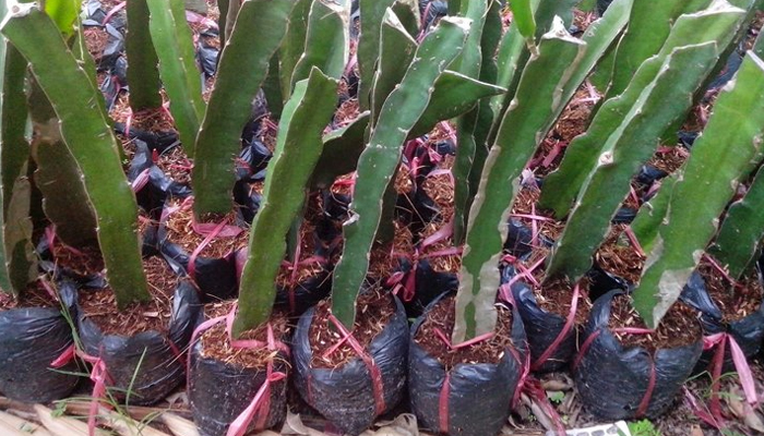 Giống Thanh long ruột đỏ