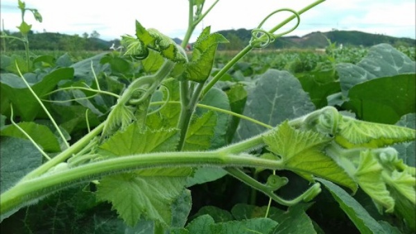 Thu hoạch ngọn bí siêu ngọn tại Siêu Thị Nhà Nông