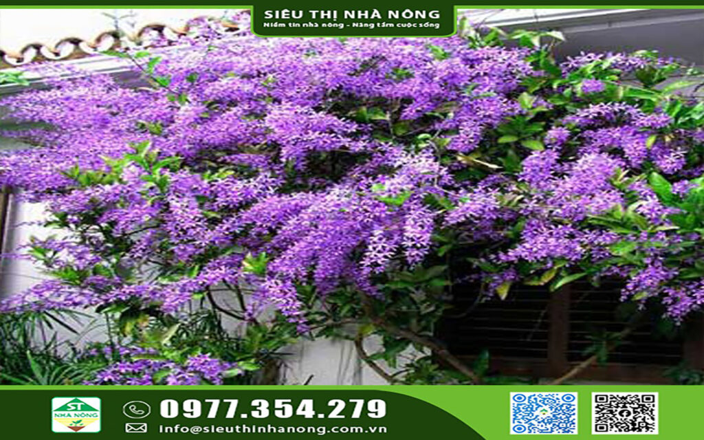 Cây mai xanh Thái Lan - Siêu Thị Nhà Nông