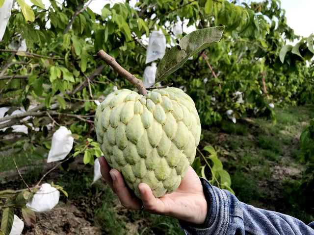 Mãng cầu hoàng hậu