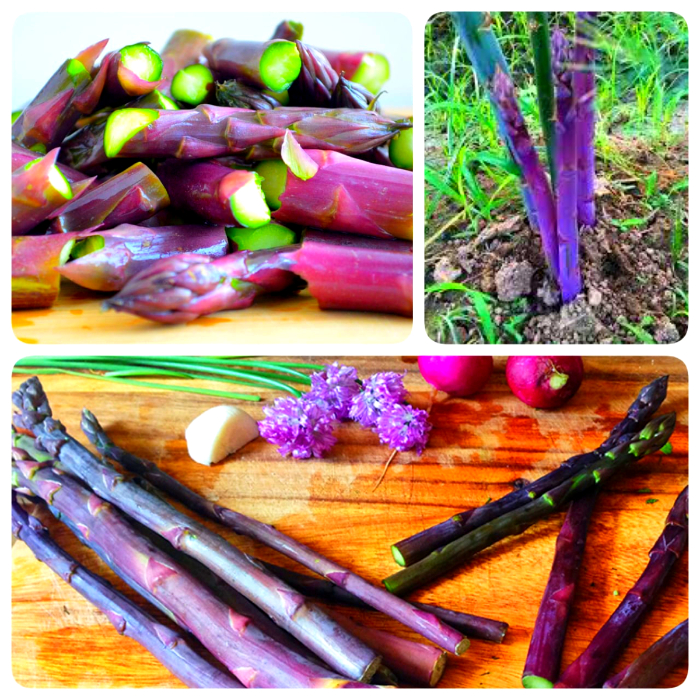 Tác dụng Măng Tây Tím