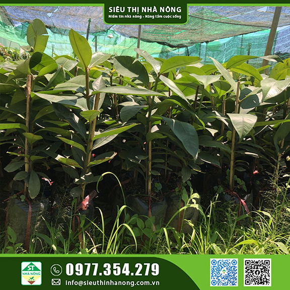 Cây giống măng cụt