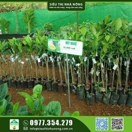 MÍT NGHỆ CAO SẢN