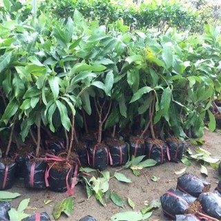 CÂY GIỐNG NHÃN IDO