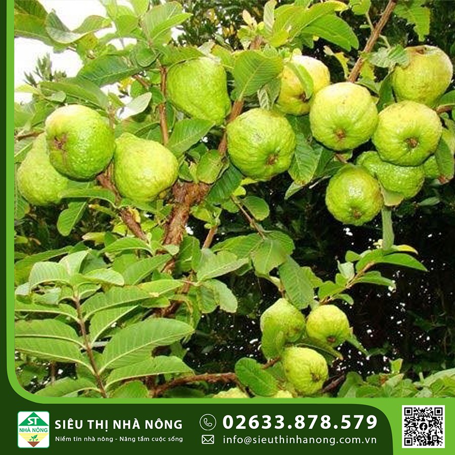 Trồng Ổi Nữ Hoàng mang lại hiệu quả kinh tế cao