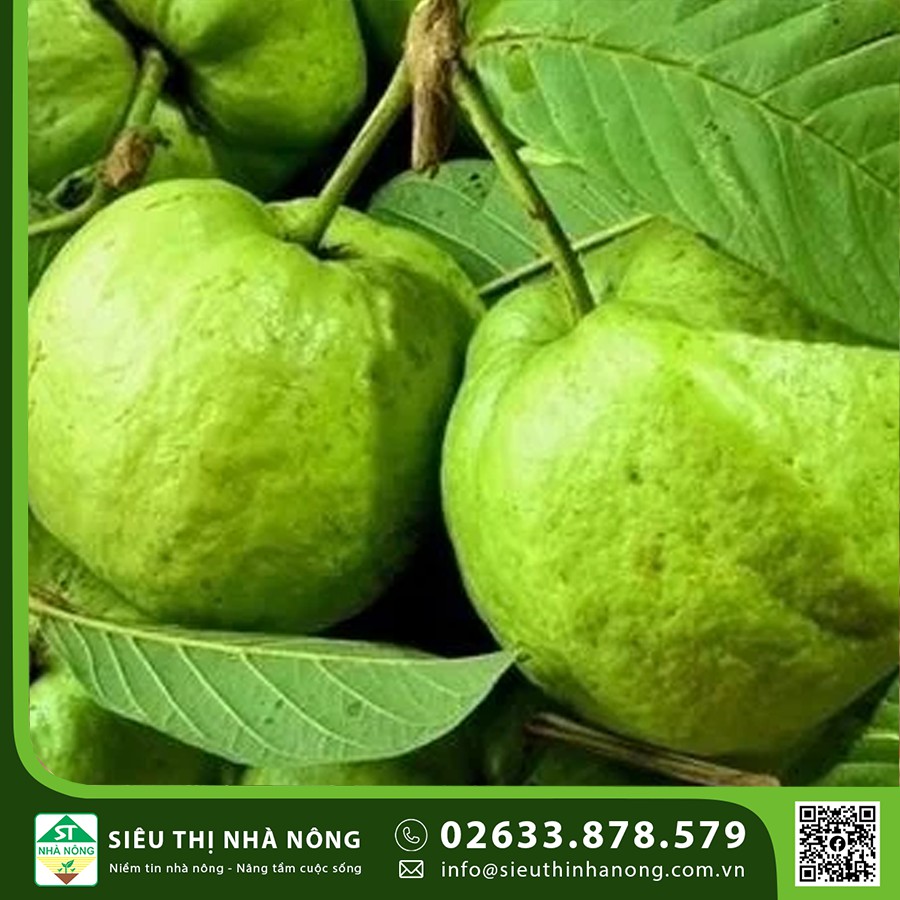 Trồng Ổi Nữ Hoàng mang lại hiệu quả kinh tế cao