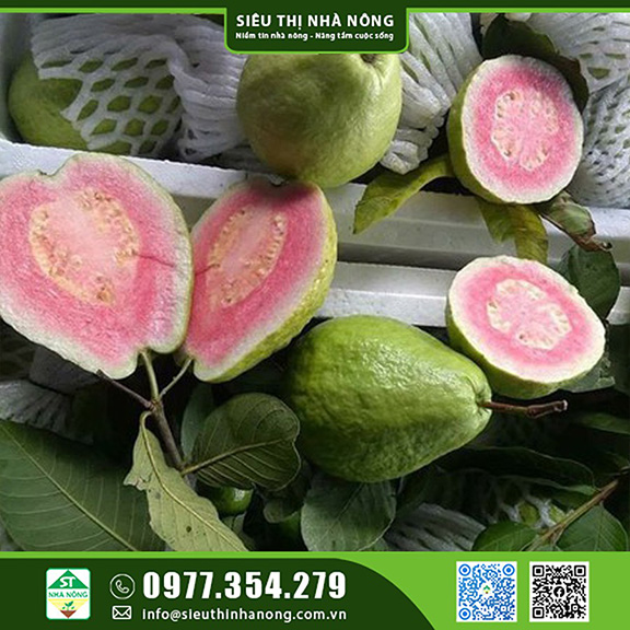 Ổi ruột đỏ Ruby