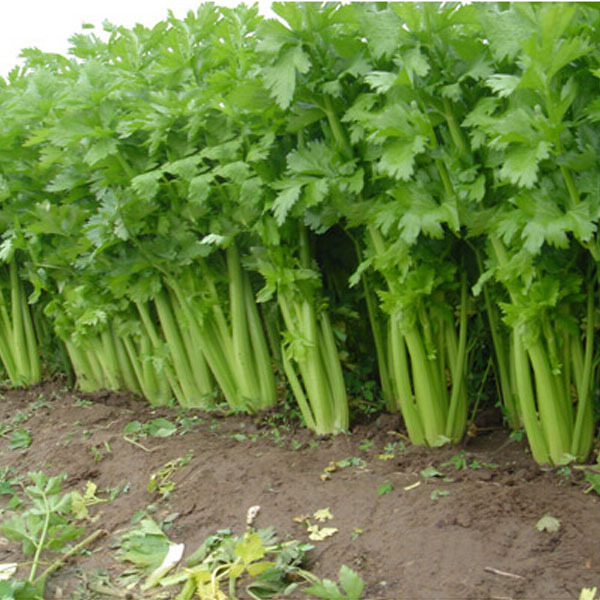 Rau Cần tây