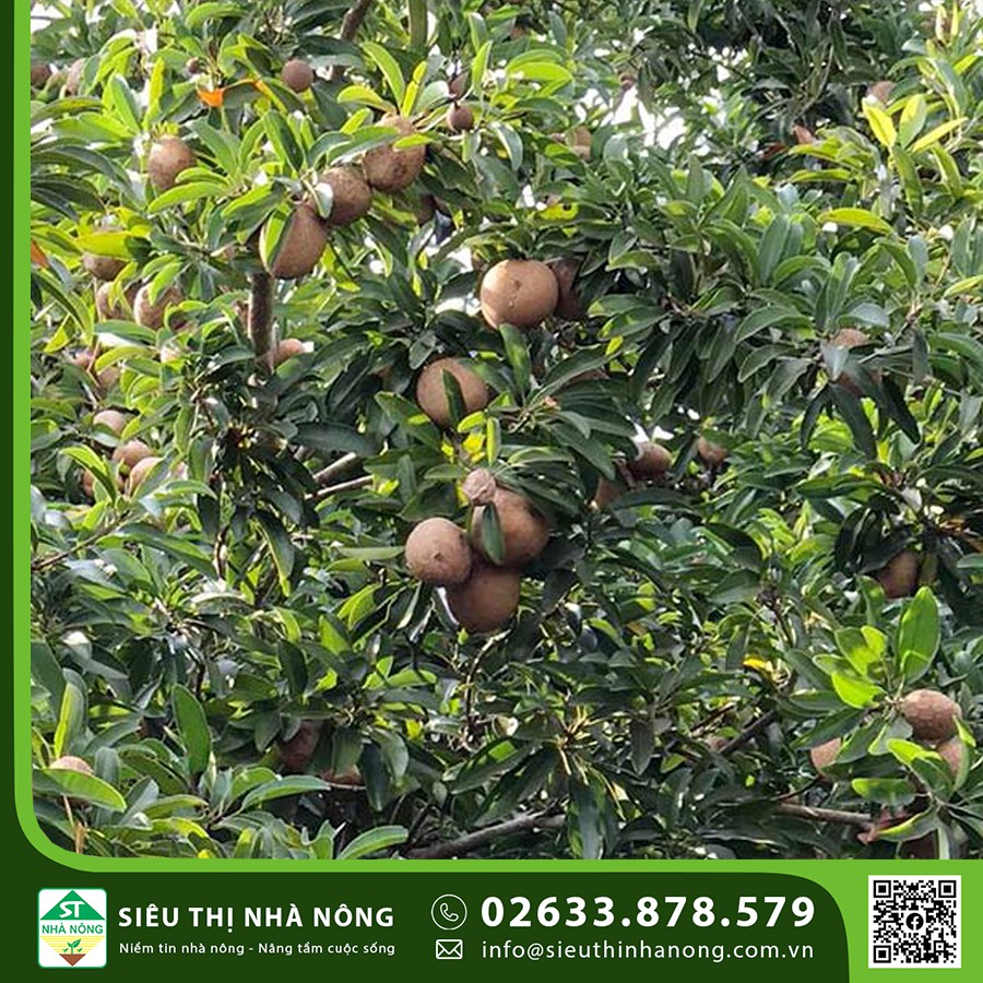 Giống Cây Sapo " Mêhicô" cho lợi nhuận cao tại Đắk Nông