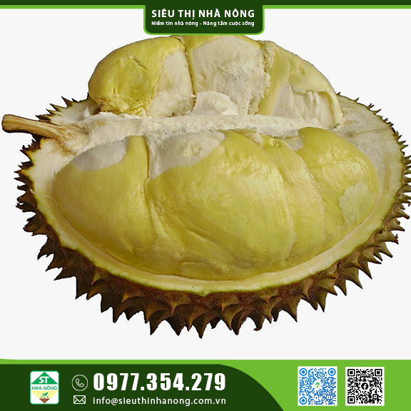 Giống sầu riêng Monthong