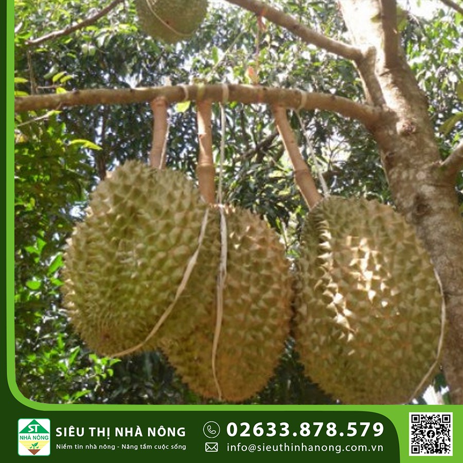 Giống sầu riêng Monthong