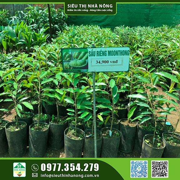 Giống sầu riêng Monthong năng suất cao tại Đắk Nông