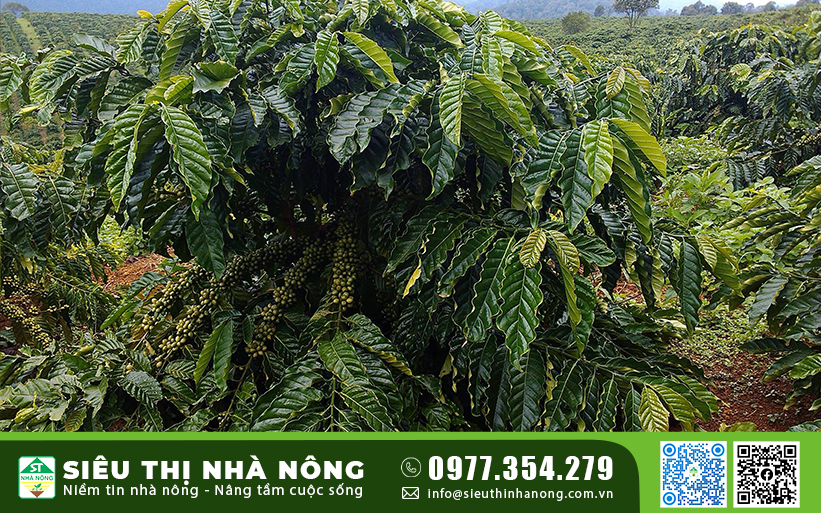 BÁN CÂY GIỐNG CAFE XANH LÙN (GIỐNG CÀ PHÊ TRƯỜNG SƠN TS5)