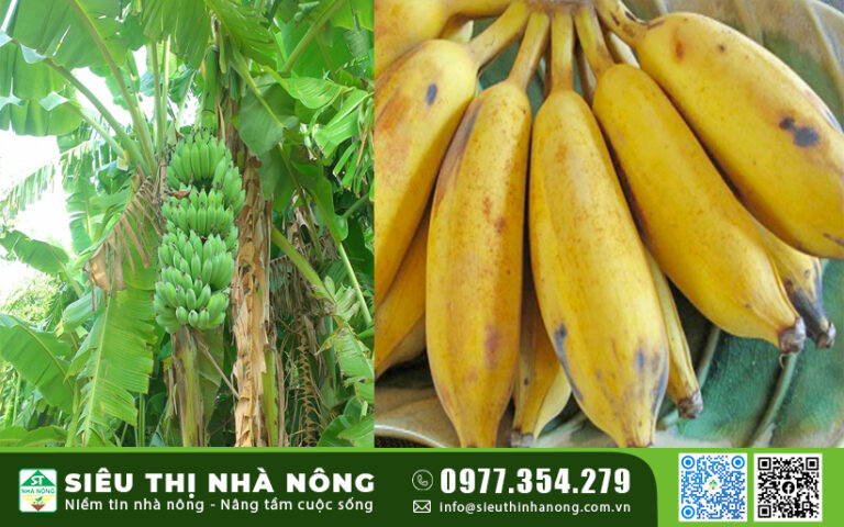 Giống cây chuối sứ